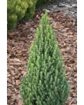 Ялина канадська Цукерхут | Picea glauca Zuckerhut | Ель канадская Цукерхут